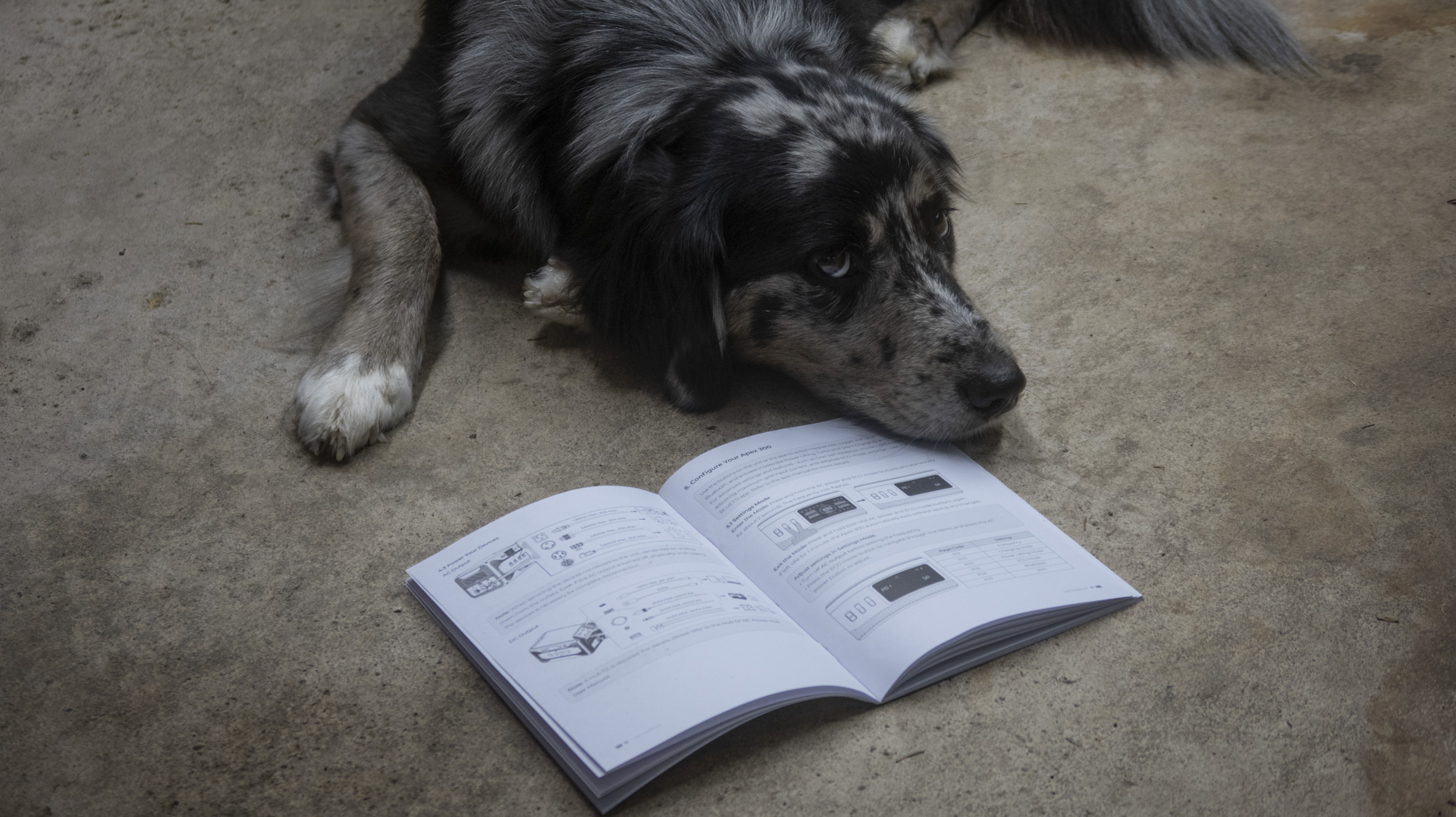 Dog reading instruction manual