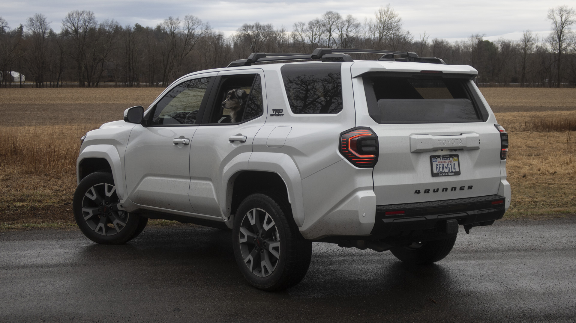 toyota-4runner-6g-thedrive-img_1274 2025 Toyota 4Runner TRD Sport, white, rear quarter view with a dog poking out the window.